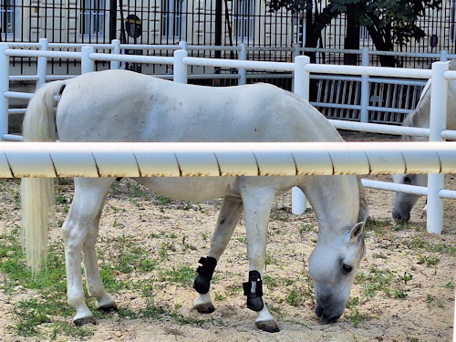 Lipizzaner stallion in an outdoor paddock