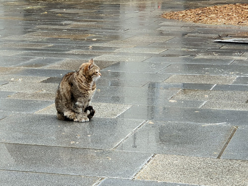 A cat on paving
