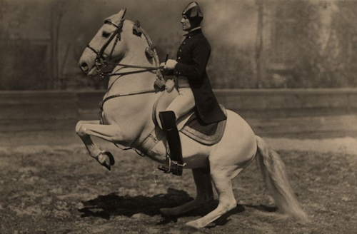 A white stallion and uniformed rider
