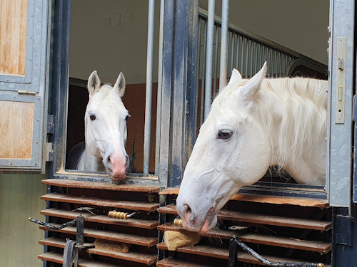 Two lipizzaners