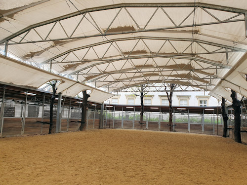 Summer riding school in Vienna