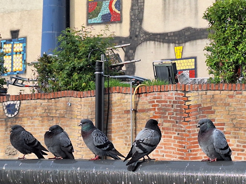 Pigeons in front of a brick wall