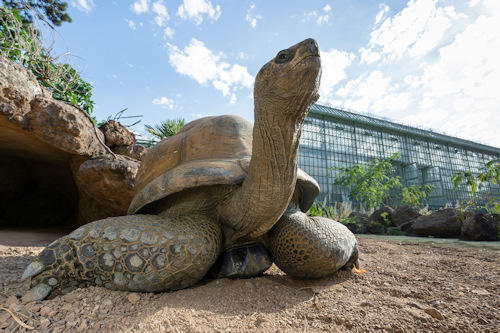 Seychelles Giant Tortoise