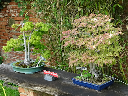 Two bonsai trees