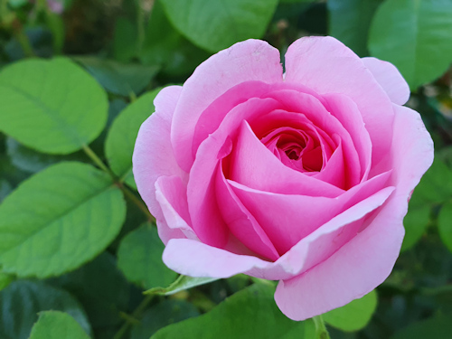 A pink rose