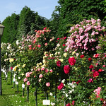 Roses in the Volksgarten