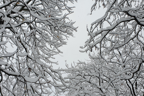 Bare tree branches covered in snow