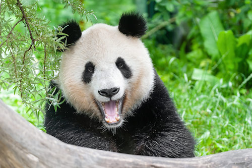 A yawning panda © Daniel Zupanc
