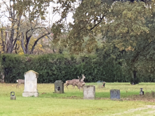 Deer in a graveyard