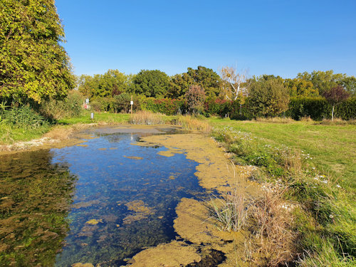 Pond and gardens
